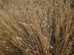 Triticum compactum