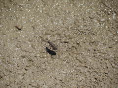 Cicindela sedecimpunctata