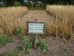 Triticum compactum