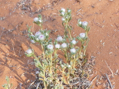 Helichrysum argyrosphaerum