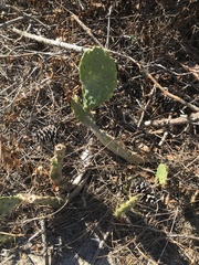 Opuntia tunoidea
