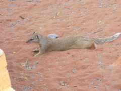 Cynictis penicillata