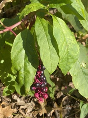 Phytolacca americana
