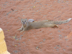 Cynictis penicillata