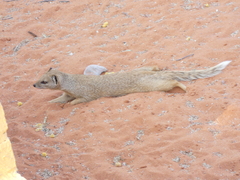 Cynictis penicillata