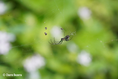 Leucauge