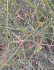 Senecio pubigerus