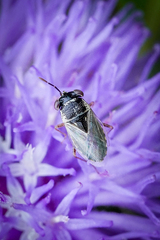 Geocoris