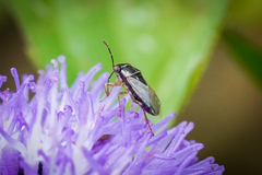 Geocoris