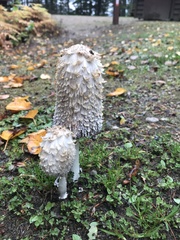 Coprinus