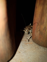 Acanthoplus