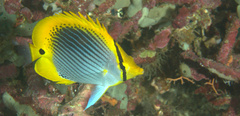 Chaetodon ocellicaudus