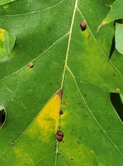 Zopheroteras sphaerula