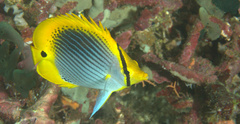 Chaetodon ocellicaudus
