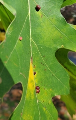 Zopheroteras sphaerula