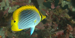 Chaetodon ocellicaudus