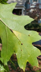 Zopheroteras sphaerula