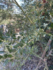 Ceanothus spinosus