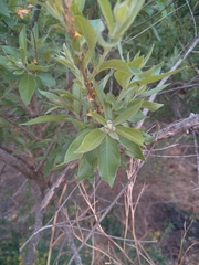 Combretum erythrophyllum