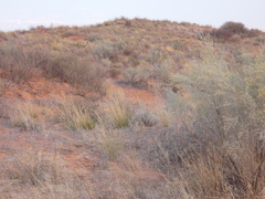 Enneapogon cenchroides