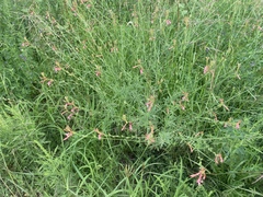 Oenothera suffrutescens