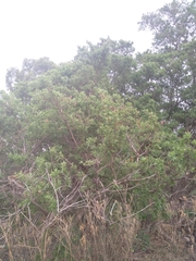Combretum erythrophyllum