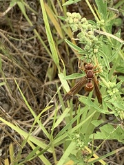 Polistes dorsalis