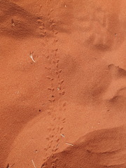 Acanthoplus