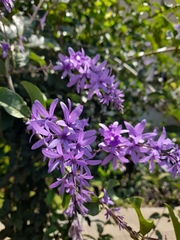 Petrea