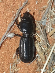 Passalidius fortipes