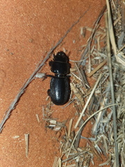 Passalidius fortipes