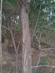 Tipuana tipu