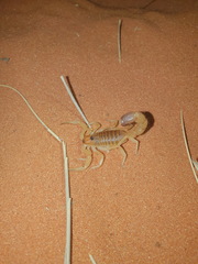 Parabuthus raudus