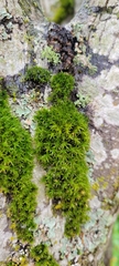 Orthotrichaceae