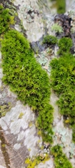 Orthotrichaceae