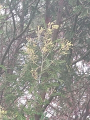 Acacia mearnsii