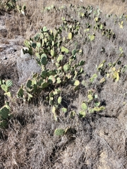 Opuntia semispinosa