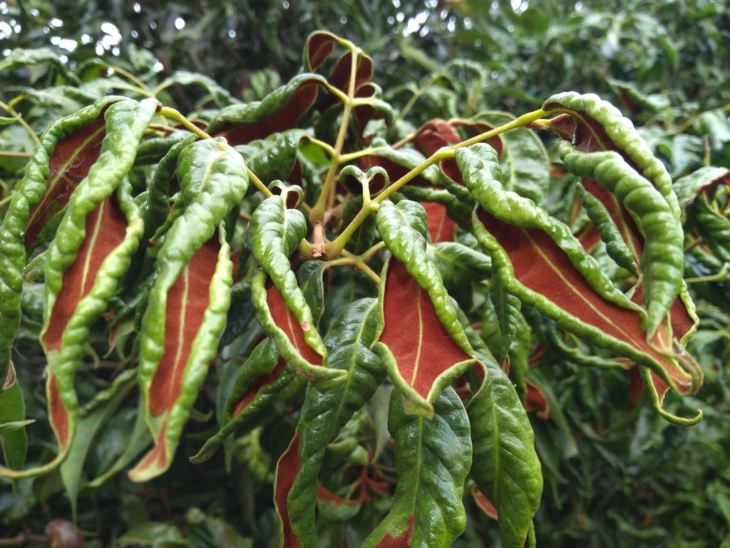 Litchi mite