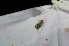 Chrysanympha formosa