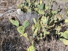 Opuntia semispinosa