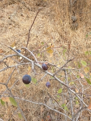 Prunus spinosa