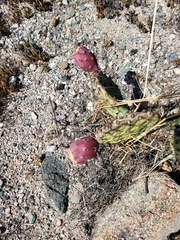Opuntia semispinosa
