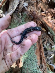 Plethodon mississippi