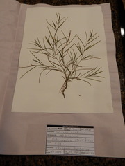 Potamogeton strictifolius