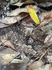 Plethodon mississippi