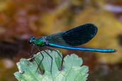 Calopteryx xanthostoma