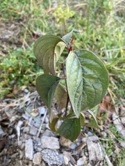 Viburnum lentago