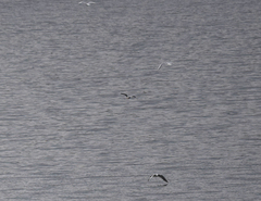 Hydrocoloeus minutus