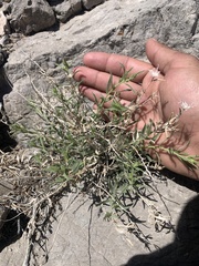 Brickellia oblongifolia
