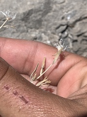 Brickellia oblongifolia